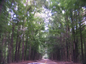 Forest Driving